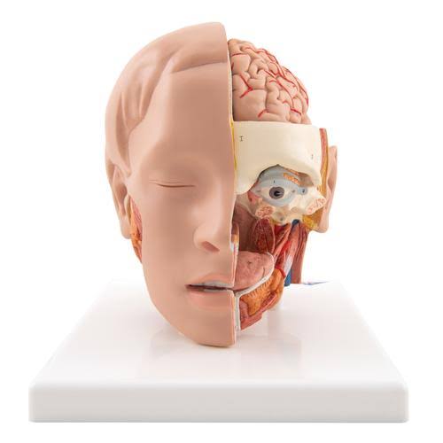 Human Head Anatomy M...